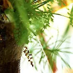 엠블마티코 산 아구스틴 3*